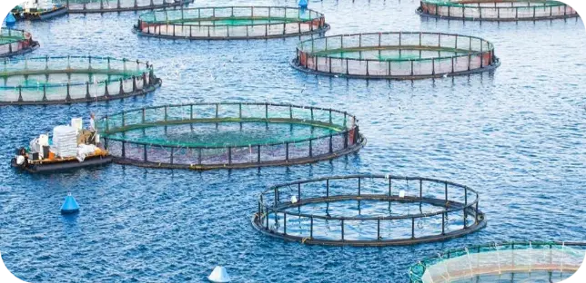 TOWARDS SUSTAINABLE AQUACULTURE